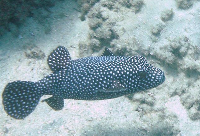 Blue Spotted Puffer Fish