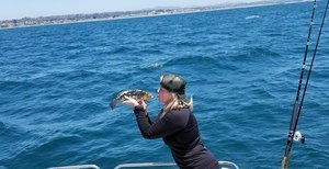 Catching Sea Bass Fish Taxi